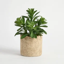 Bartel Potted Artificial Jade Succulent