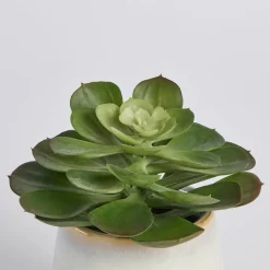 Belmont Potted Succulent