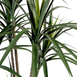 Dracaena Plant