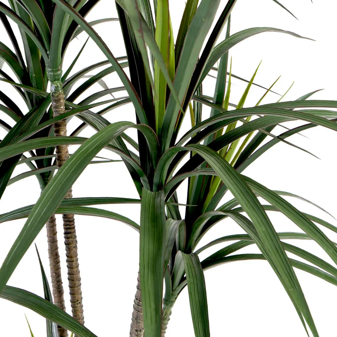 Dracaena Plant