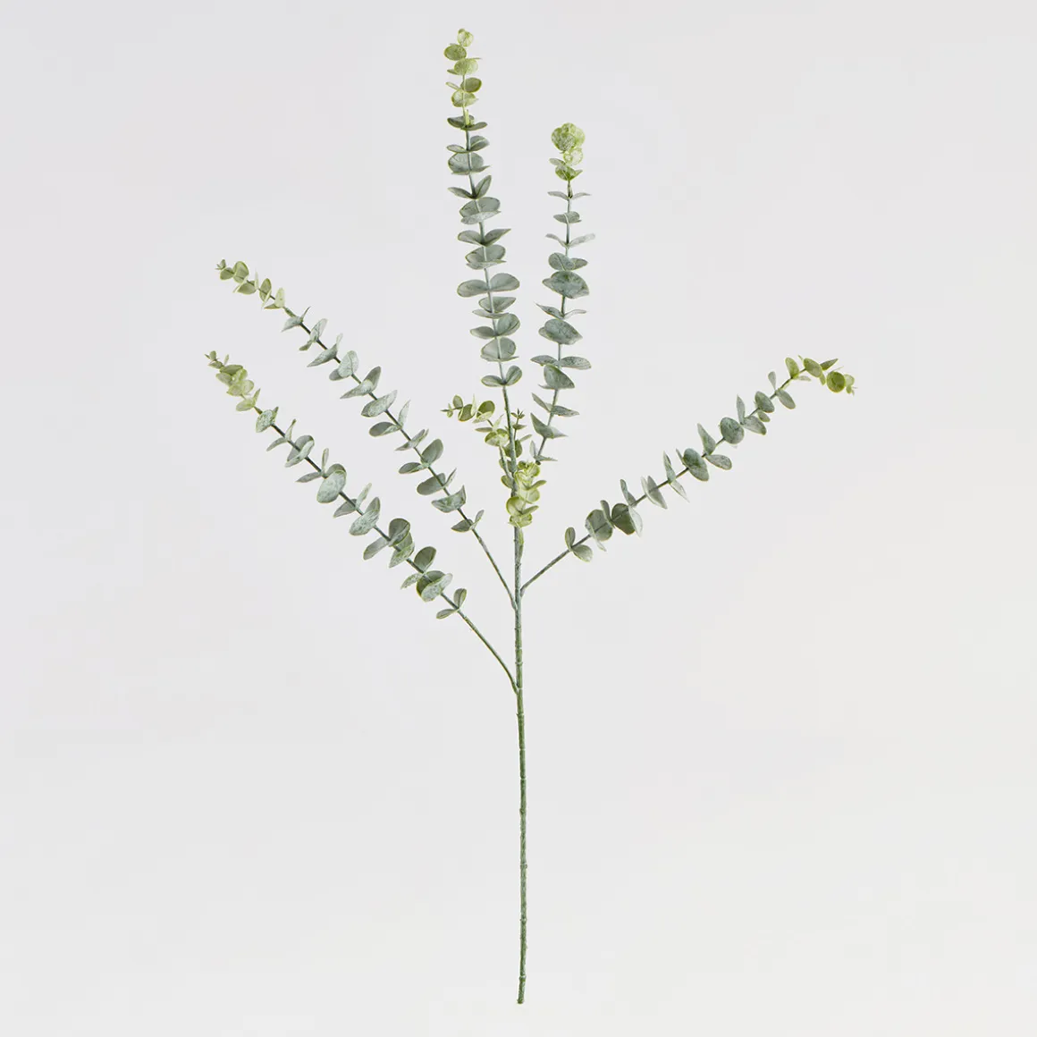Dusty Eucalyptus Stem