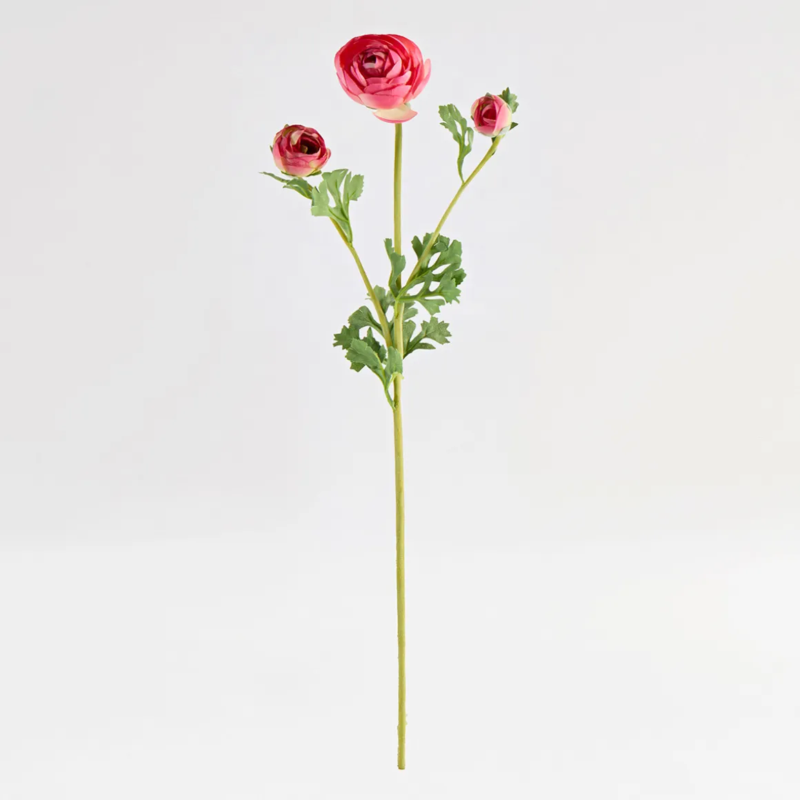Wild Ranunculus Stem
